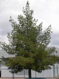 eldarica pine tree