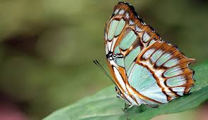 butterfly images