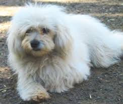 maltese pics