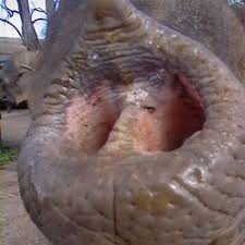elephant trunks
