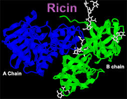 About Ricin