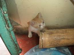 little cat