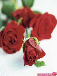 ثلاث وردات اهداء يوميا.. Roses_S77_32