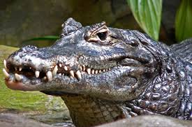 Caiman_yacare_head.jpg