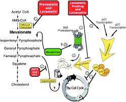 hmg coa reductase
