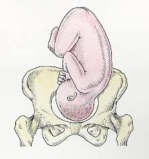 pelvic bone