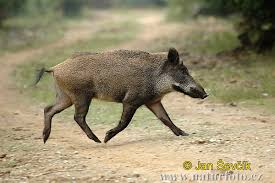 wildschwein