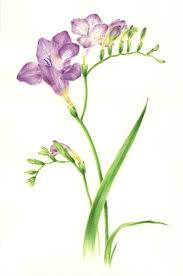 freesias