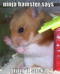 ninja hamster