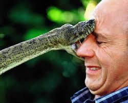 snake pictures