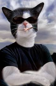 cool cat pictures