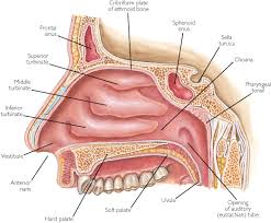 pictures cavity