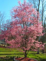 prunus tree