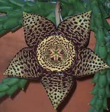 stapeliads