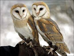 barn owls