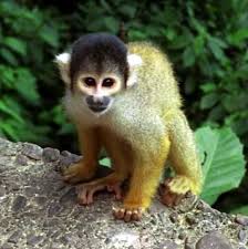 squirell