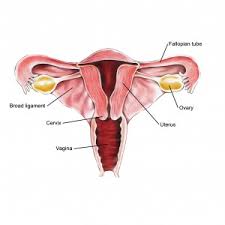 fallen uterus