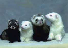 ferret litter pans