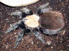brachypelma albiceps