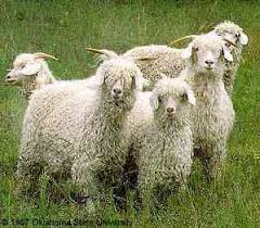 goat toys