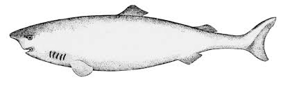 animated shark pictures