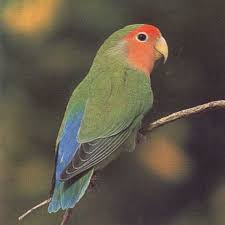 love bird photos