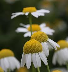 camomile flowers