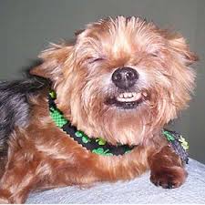 dog smiles