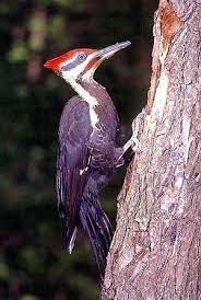 pileated woodpecker photo