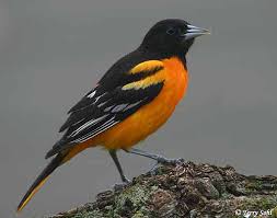 Baltimore Oriole - South