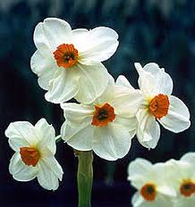 jonquil bulbs