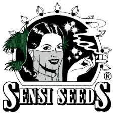sensi seed