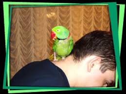 parakeet care