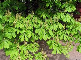 aesculus hippocastanum horse chestnut