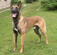belgian malinois dog