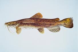 flathead catfish pictures