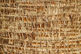 palm tree trunk