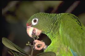 venta clandestina de animales