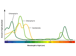 light absorption