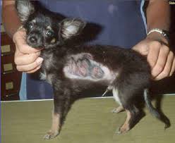 canine ringworm