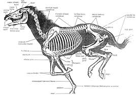 skeleton images
