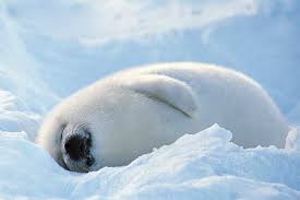 snow seals