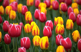tulips