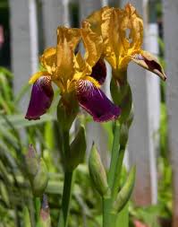 bearded iris