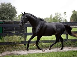 black thoroughbred horse