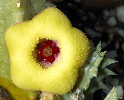 huernia thuretii