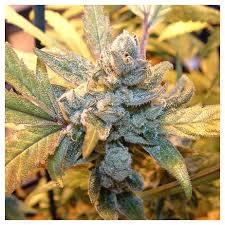 blue cheeses
