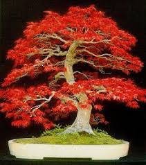 bonsai plants