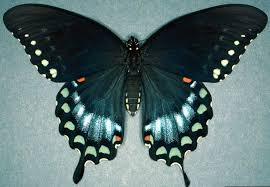 green swallowtail butterfly