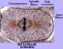 mitosis video